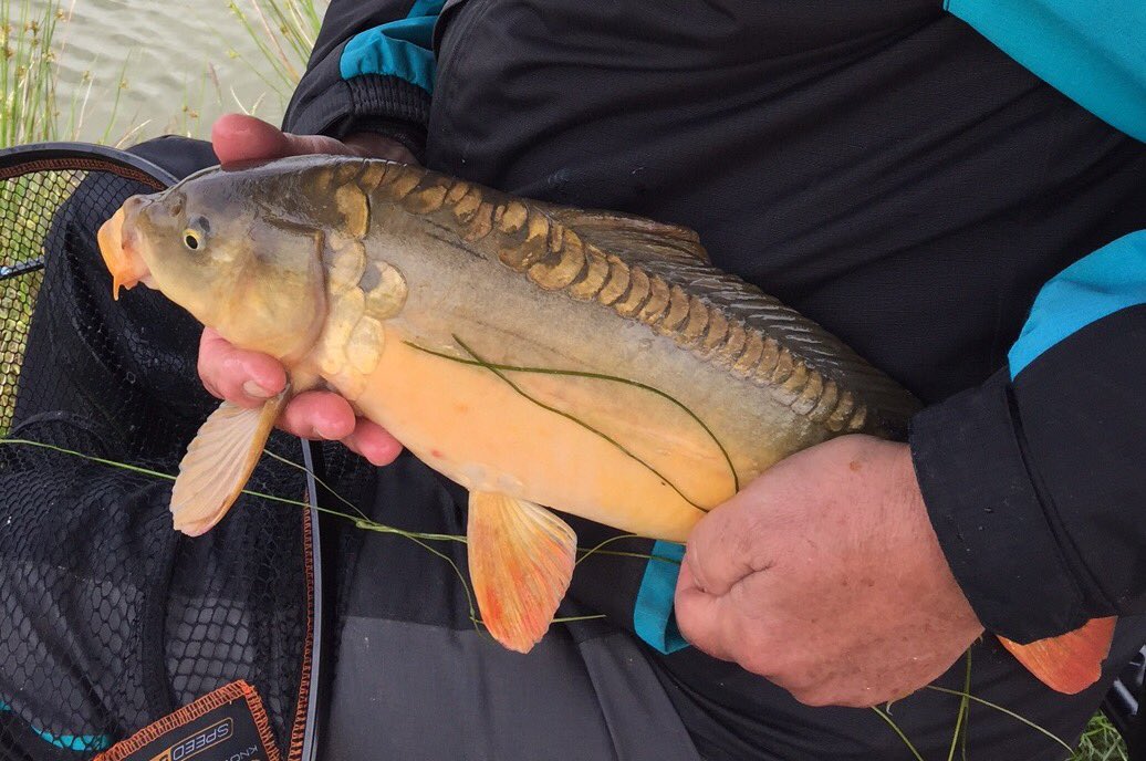 WestMiddlewick's tweet photo. Catch of the day! #fishing#carp#log cabin holidays https://t.co/pwtZX8cfX0