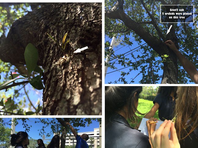 livan_escudero's tweet photo. Planting remaining 5 survivors from cont. B59 site 2 young oak @FairchdChallnge #millionorchidproject https://t.co/WY7c68leG4