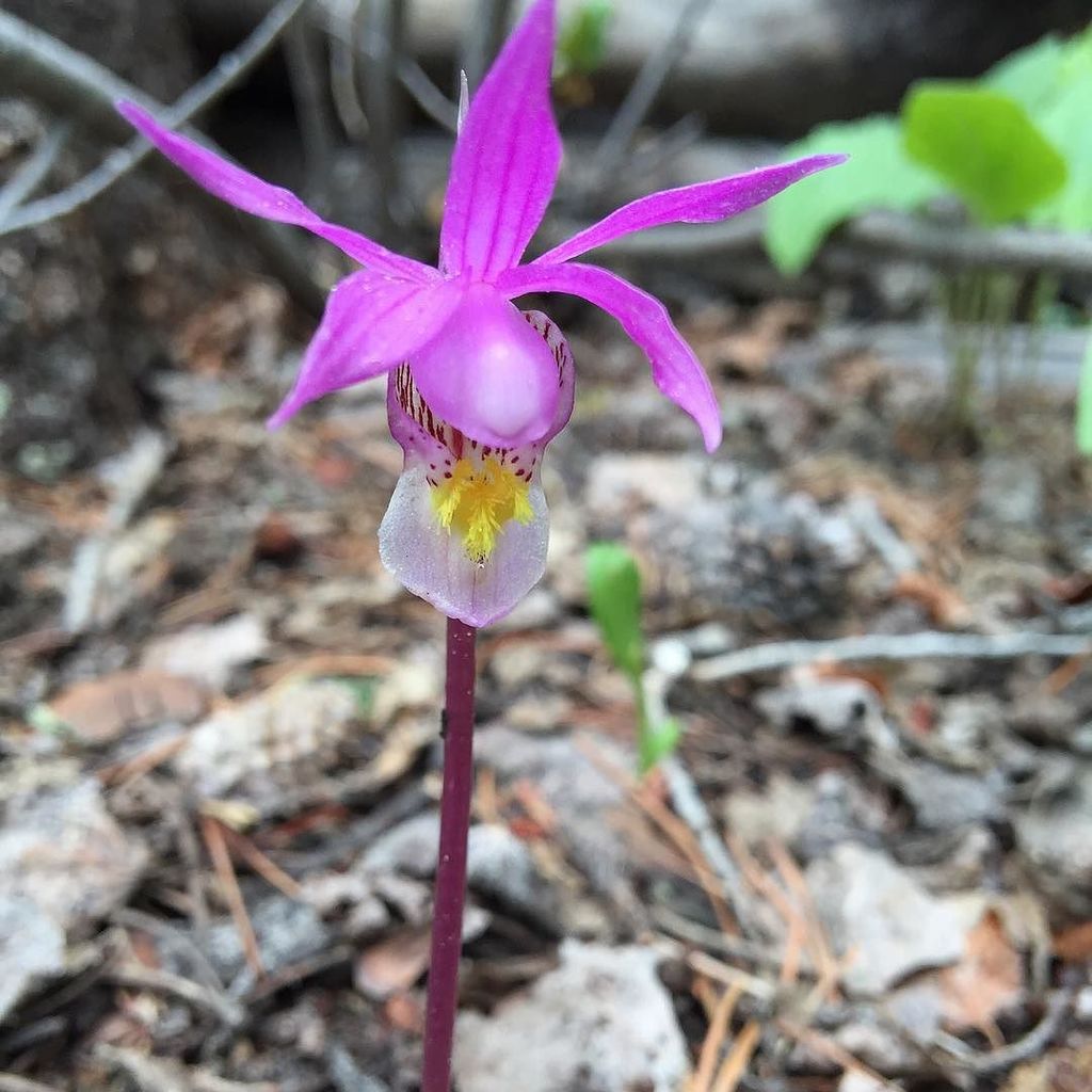 tandemdesignlab's tweet photo. A single solitary Calypso Orchid, found on Boreas Pass. #coloradowildflower #thisiswherewe… https://t.co/IEOvK69lxz https://t.co/PFRJTYVH2p