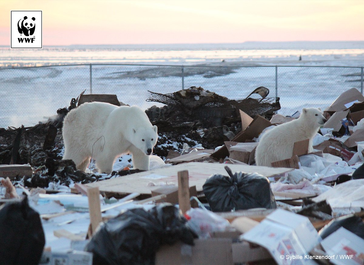 WWF_Arctic's tweet photo. Polar bears don't deserve their "bloodthirsty" reputation: #2016IBA https://t.co/hc0vvgHVHP https://t.co/UI0N4Ze4XA