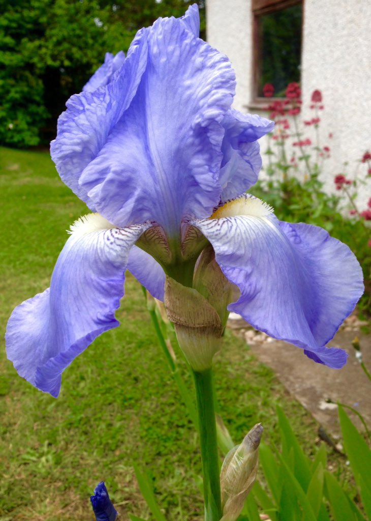 ResolisStones's tweet photo. What does this flower have in common with our C14th tombs #KirkmichaelCreative June 25 @HI_Voices @hearthighland https://t.co/HTLJfxOr7S
