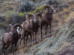 Tell your lawmakers to oppose legislation that would transfer or sell off your public lands trcp.org/walk-softly-tw…