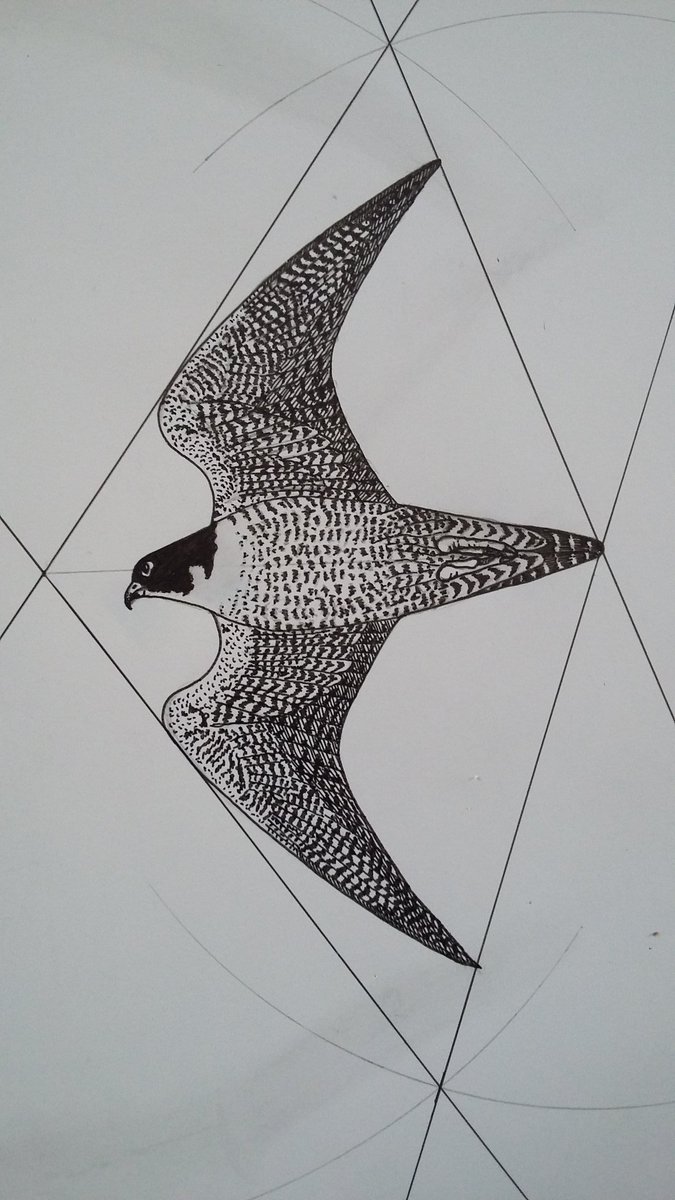 rivers_disguise's tweet photo. Detail from new artwork:Maltese Falcon https://t.co/L0lfTFFZsN #stopspringhunting #birds #nature #conservation #art https://t.co/KD2BfKnts9