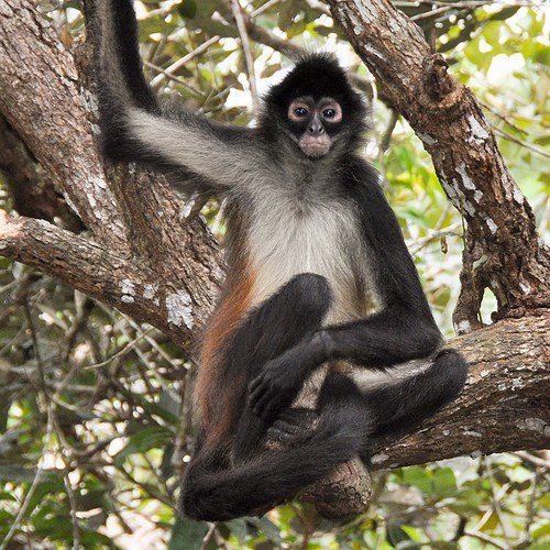 EveryDigitCR's tweet photo. Have you ever wondered the secret to seeing all four monkey species in #CostaRica? https://t.co/DRlV8fuMGp #monkeys https://t.co/BqEnDN6Ss1