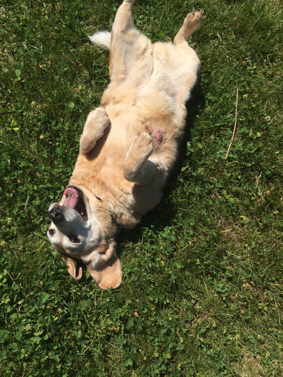 TheCvilleGuide's tweet photo. #dogsofcharlottesville Sadie enjoys a sunny afternoon #dogsoftwitter https://t.co/BRK6LL9OYe