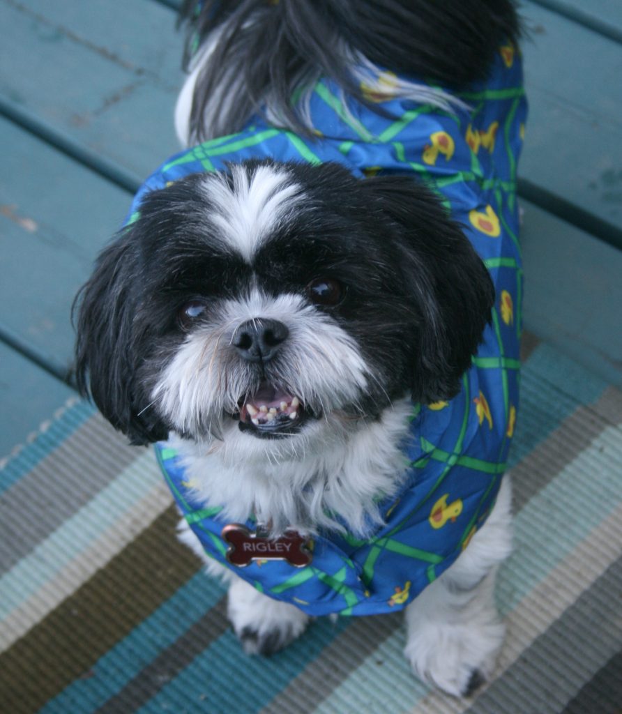 EchoesofLaughte's tweet photo. Have a small dog you love? Enter to #WIN this fun #SpringForSmallDogs giveaway! #CANWIN https://t.co/o9gYLqSef1 https://t.co/K4lgc0BzPM