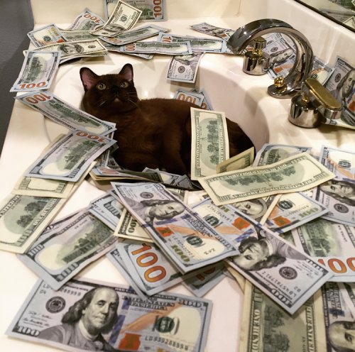 purrivilege's tweet image. swimmin in cash