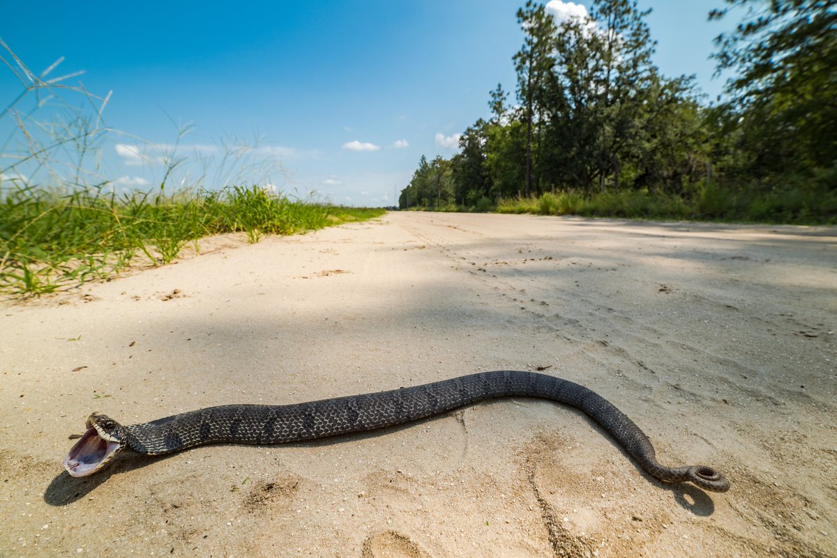 HerpJesus's tweet photo. Eastern hognose snake displaying it's mouth gaping defensive posture. https://t.co/fKV1zYNffN