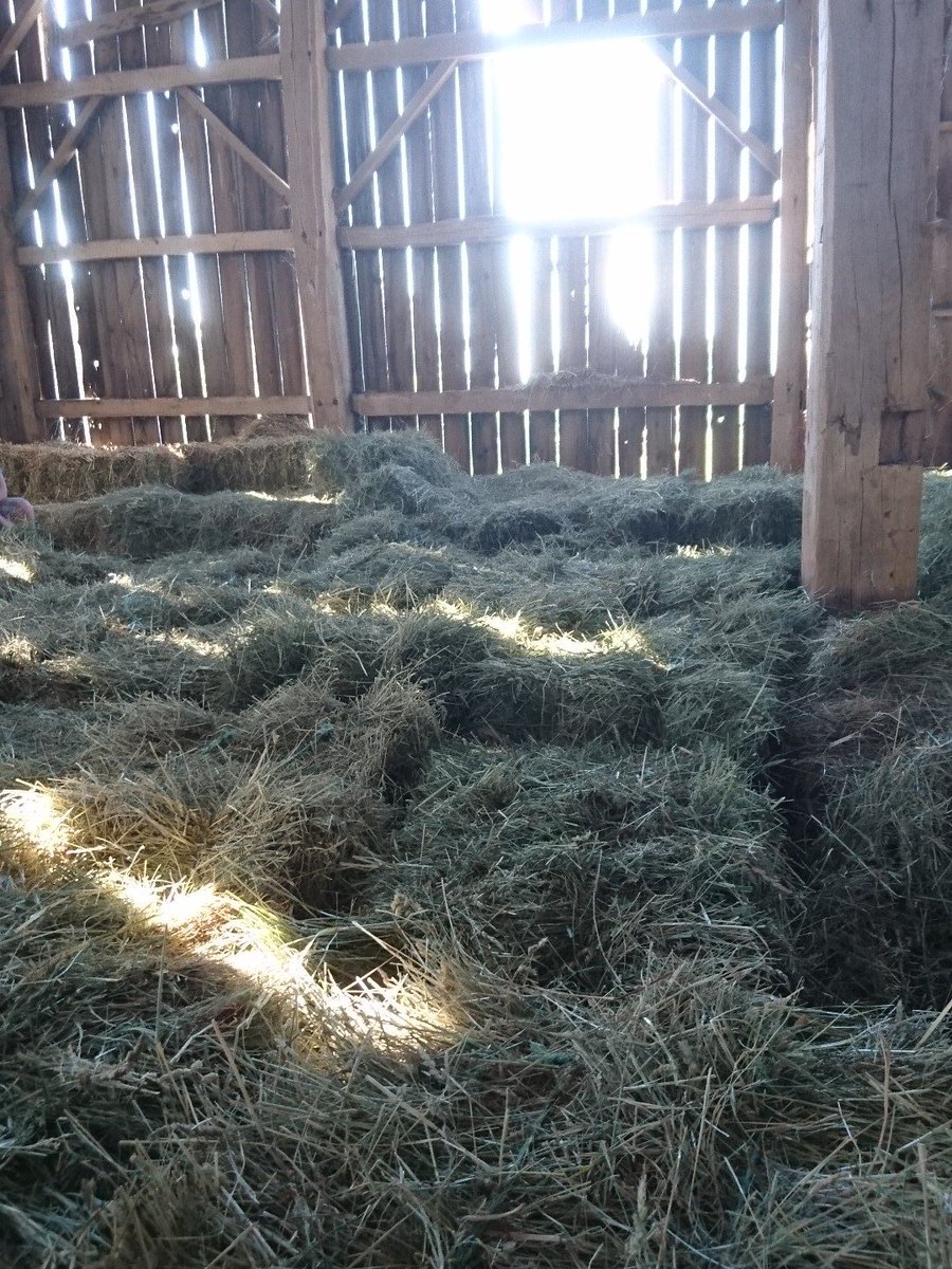 j_0Neil's tweet photo. Atleast it's not 30 degrees out #idiotbricks #forthesheep #hay16 https://t.co/uxOdxUpiDm