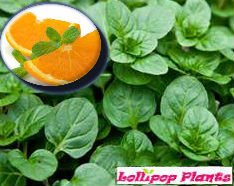 LollipopPlants's tweet photo. Orange Mint https://t.co/43quelIefx https://t.co/AKmKsgOTkg