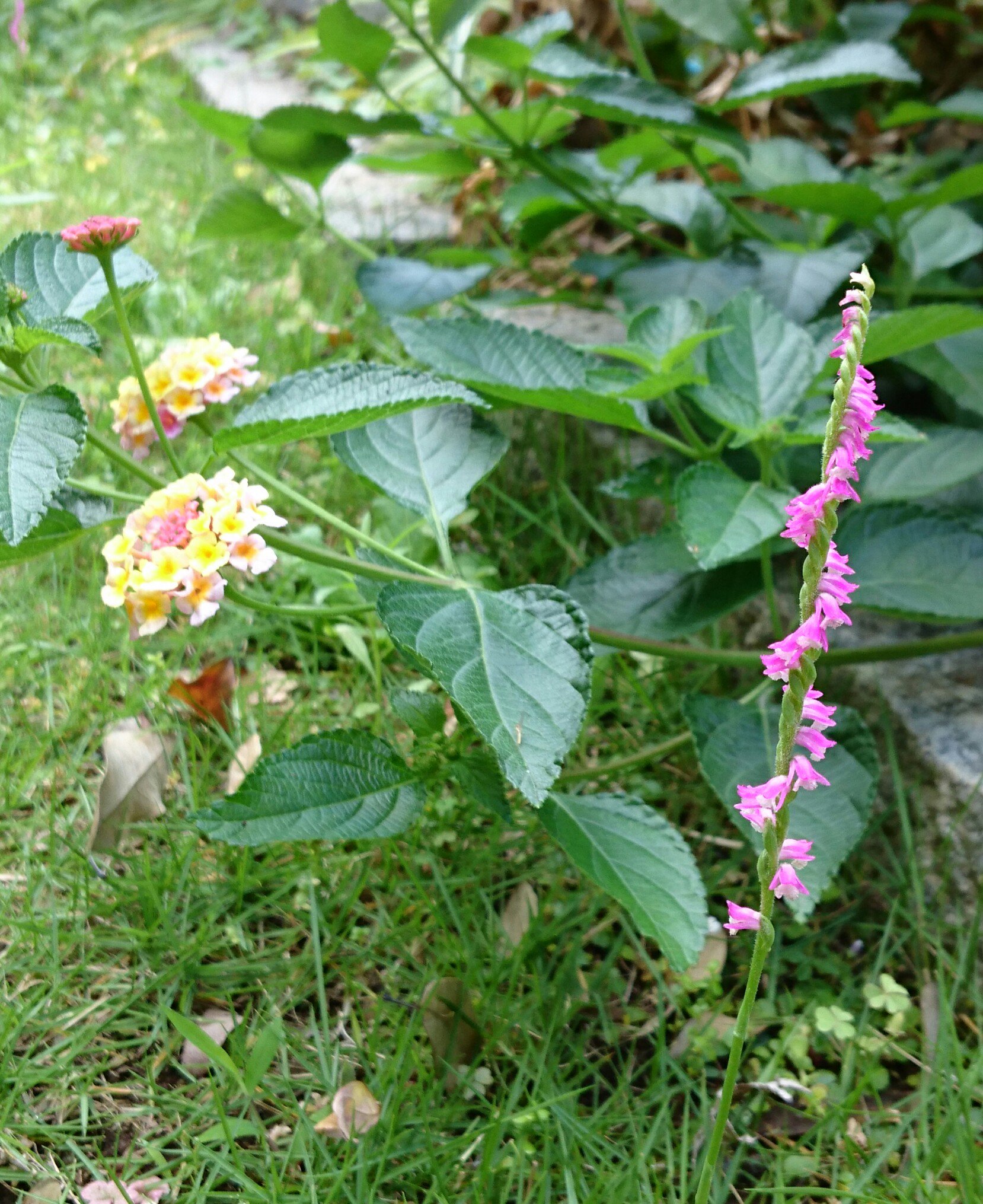 林 幸治 トライセラトップス この小さい紫陽花みたいな花かわいい ランタナっていうのかな T Co 5beicthyyt Twitter