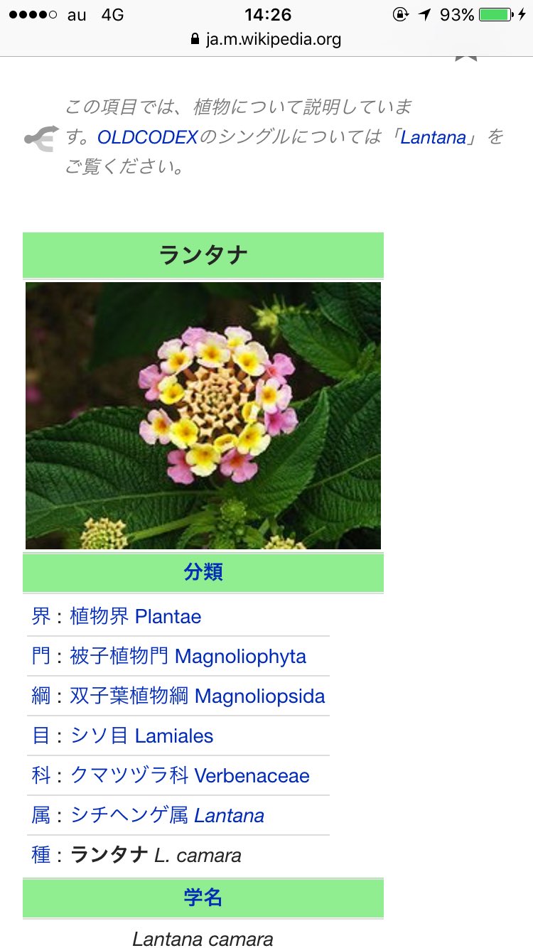 林 幸治 トライセラトップス この小さい紫陽花みたいな花かわいい ランタナっていうのかな T Co 5beicthyyt Twitter