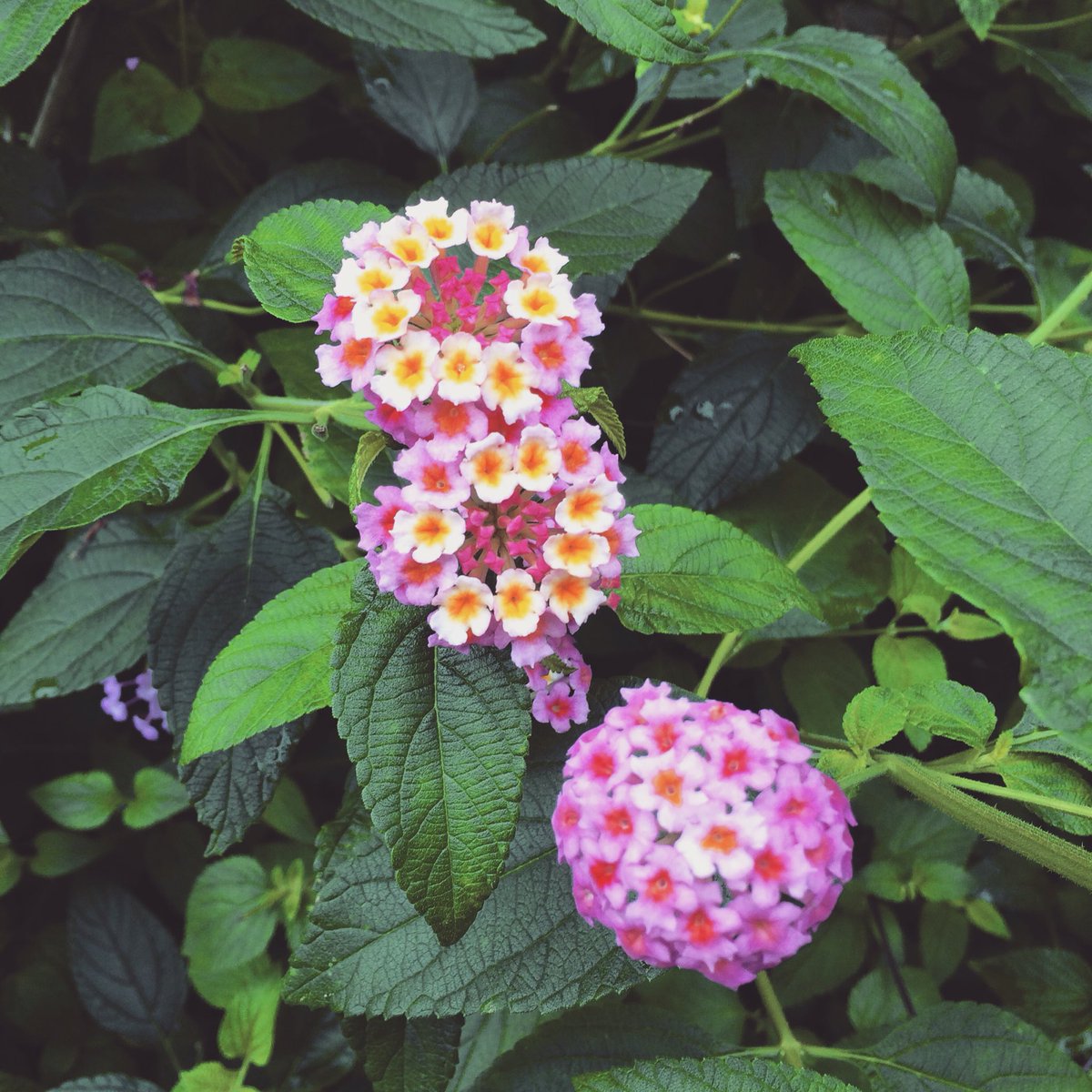林 幸治 トライセラトップス この小さい紫陽花みたいな花かわいい ランタナっていうのかな
