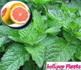 LollipopPlants's tweet photo. Grapefruit Mint https://t.co/USlAzCqF3E https://t.co/J5Ije4KWqL