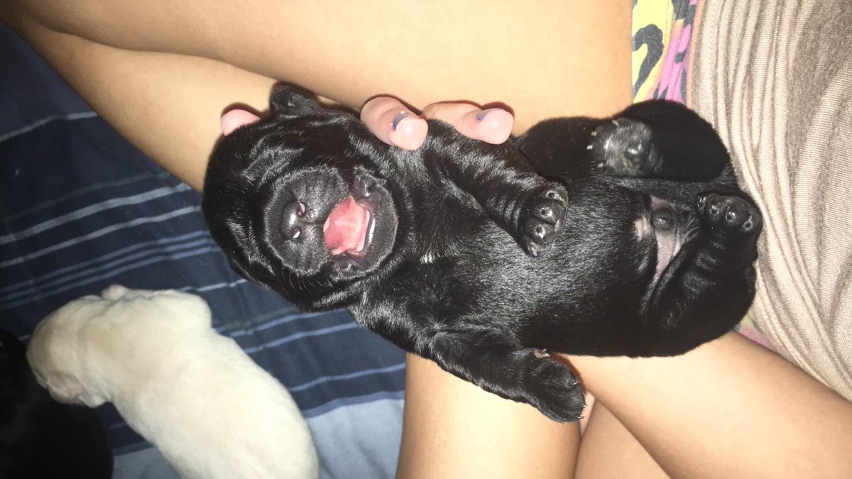 dunn_perkins's tweet photo. Today my day consisted of babies and puppies I am not complaining😍👶🏼🐶 https://t.co/dCbh95goxa