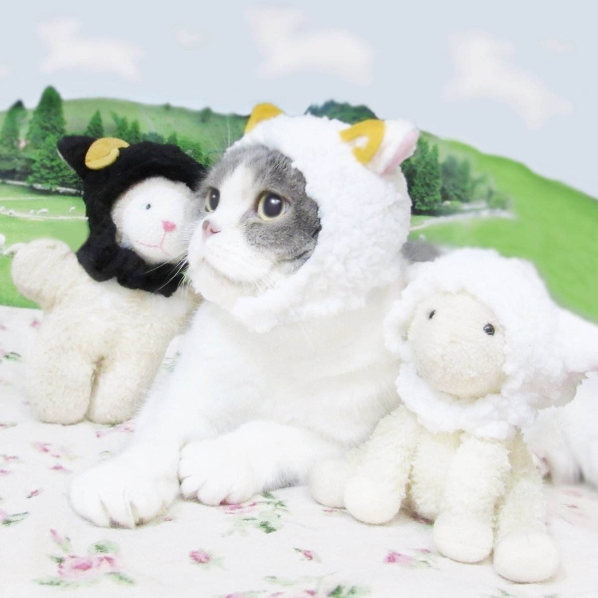 りるあび Twitterren ほわほわ牧場の羊家族 ちび時代から 大好きなひつママ弟ひつもと恋羊りる ちゃん兄さん角付おじさんなのに仔羊 みたいって言われながら羊雲に しっぽの子達の幸せ願いしているよ ねこひつじちゃん 猫モフー Cat りるあび Twitterren ほわほわ牧場の羊家族 ちび時代から 大好きなひつママ弟ひつもと恋羊りる ちゃん兄さん角付おじさんなのに仔羊 みたいって言われながら羊雲に しっぽの子達の幸せ願いしているよ ねこひつじちゃん 猫モフー Cat