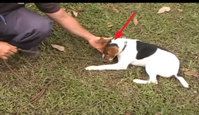 EPerroCachorro's tweet image. @PerrosComAr Hola, que tal? Haces esto con los cachorros? Me sorprende  ==&amp;gt; bit.ly/1tvnu3u