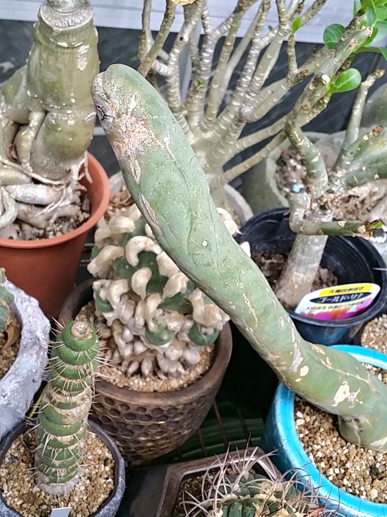 ❣️サボテン 成程柱 レア❣️ トリコセレウス・なるほど柱 | trigger