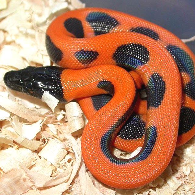 MythicReptiles's tweet photo. Can you name this species? Tag someone who wants it as a pet!
#reptiles #reptilesofinstagram #nature https://t.co/hpWtbvoCoL