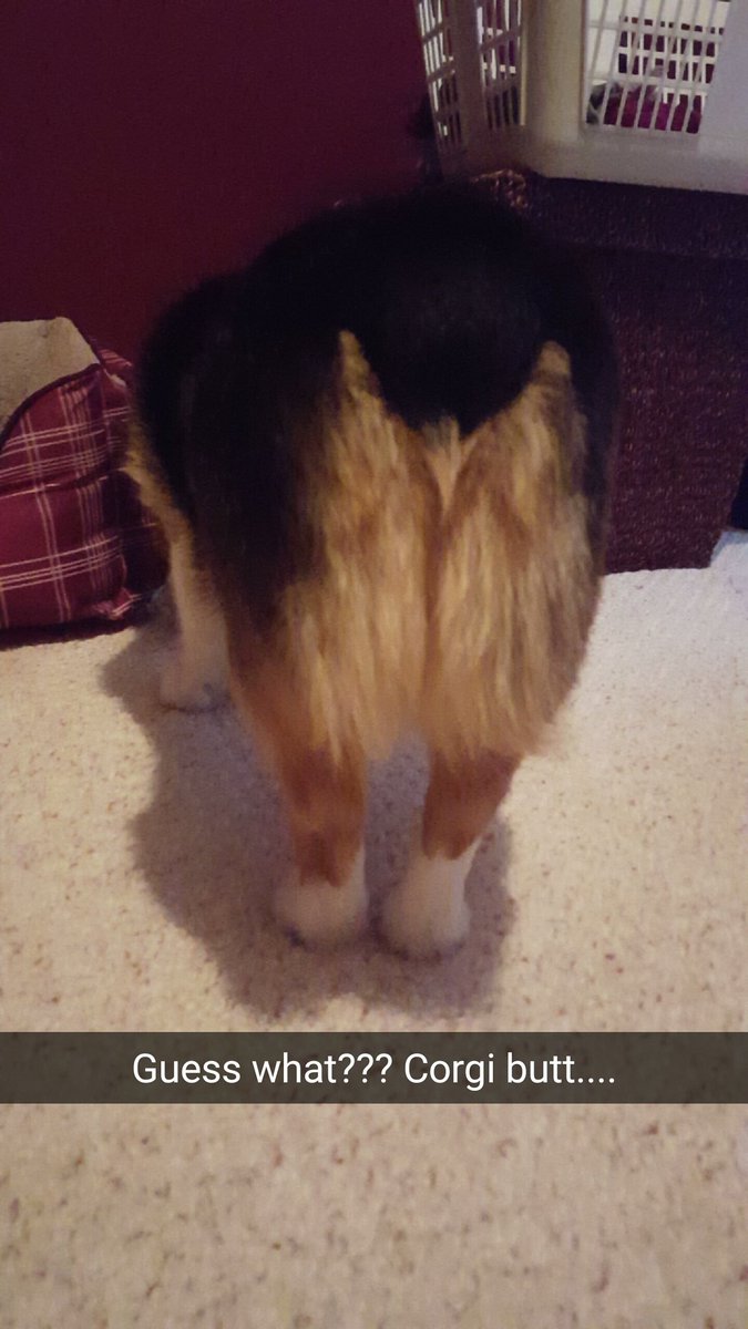 Winston_Corgi's tweet photo. https://t.co/3tdiYjn6Ru
