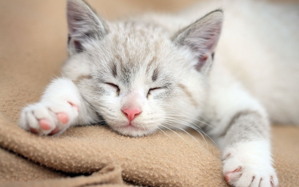 alpha_rentals's tweet photo. Come rest your head here with Alpha! 618-457-8194 #SIU #Carbondale https://t.co/bBC3AWPGGJ