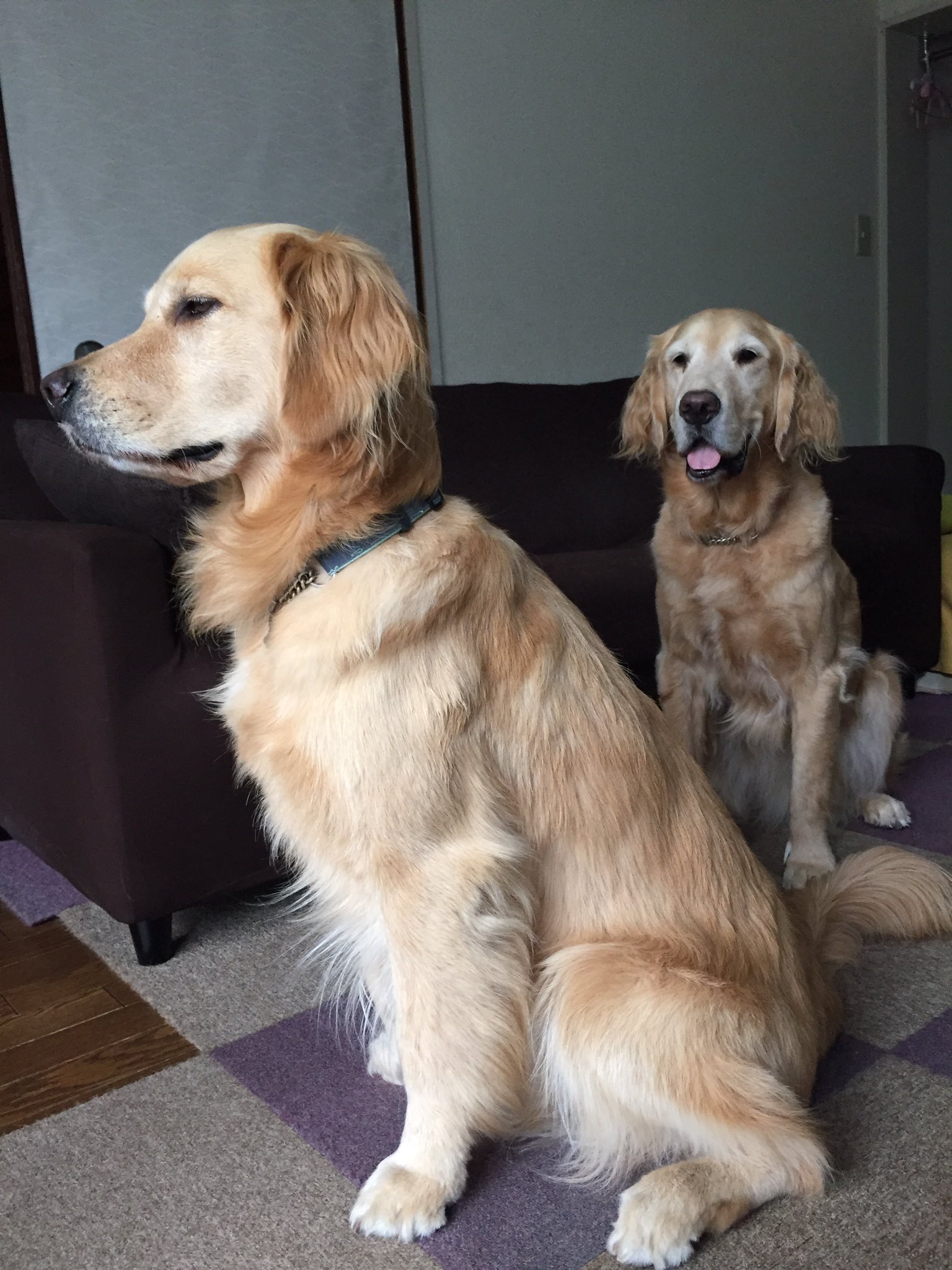 ゴールデンレトリバー ボブ パトリック 日曜日に引き続きサマーカットしました 襟巻き部分が少なくなり涼しそうになった ゴールデンレトリバー ラブラドールへ変身 T Co Zsumqfulzh Twitter