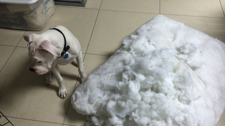 aripty's tweet photo. Nope. I didn't do that. No sir! 🙈
#WasntMe #WhatDogsThink #Boxergram #WhiteBoxersRule @whi… https://t.co/uW34Txsaz3 https://t.co/noGG1i9DNP