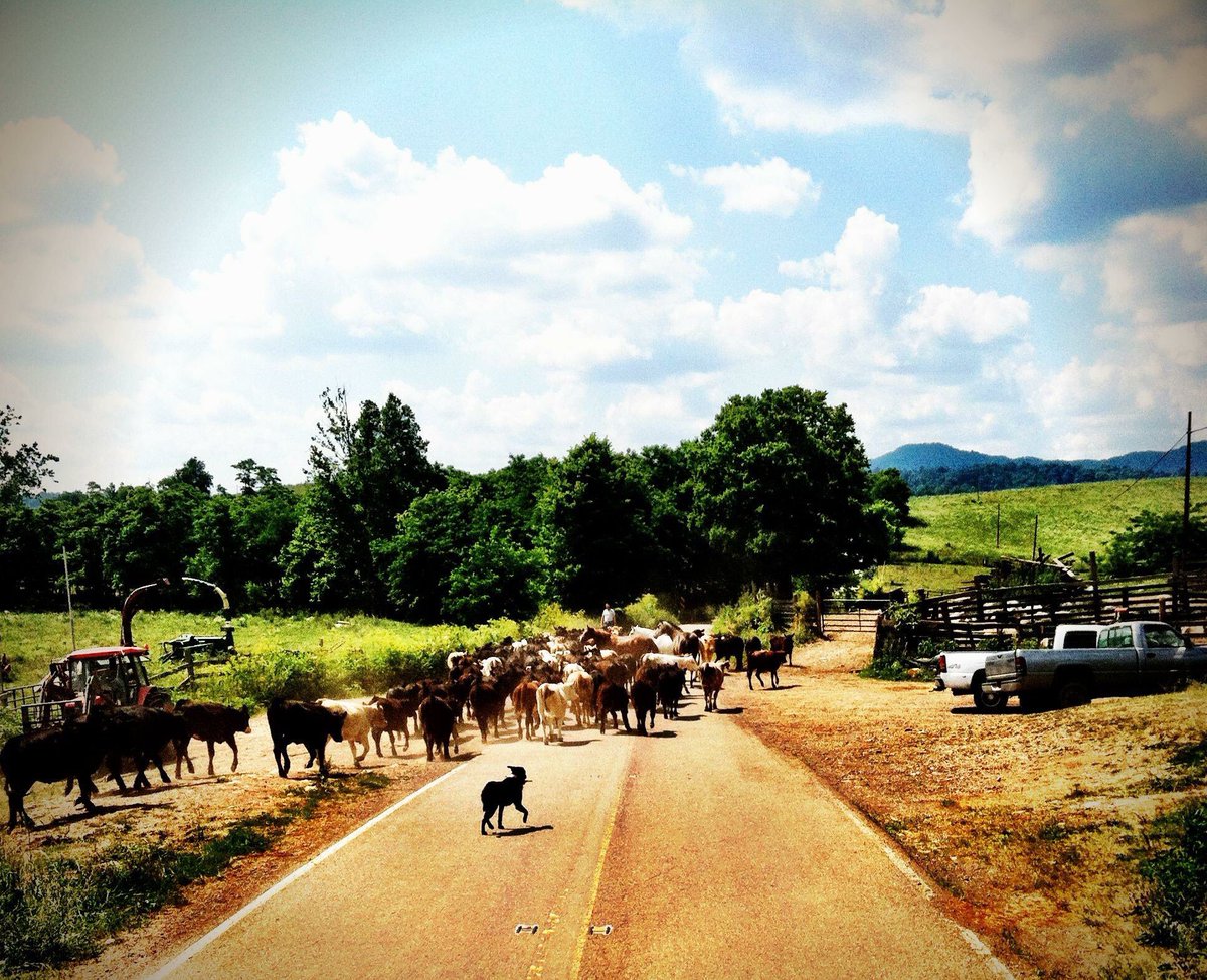 This is why a Dog is a Man's Best Friend. #WorkAndTravel #cattledrive #adventure #doglovers #go#FARMProud #hardwork