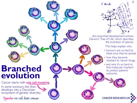 PopularCancer's tweet image. Cancer evolution explained! popularcancer.wordpress.com/2016/06/15/evo…