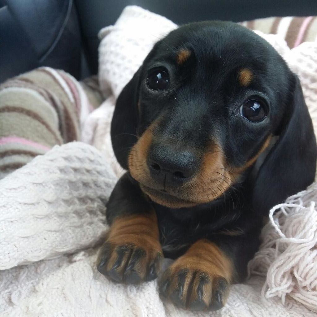 cute_dog_zone's tweet photo. Too cute for words 🙊🙊🙊 https://t.co/jaacWjRFqu