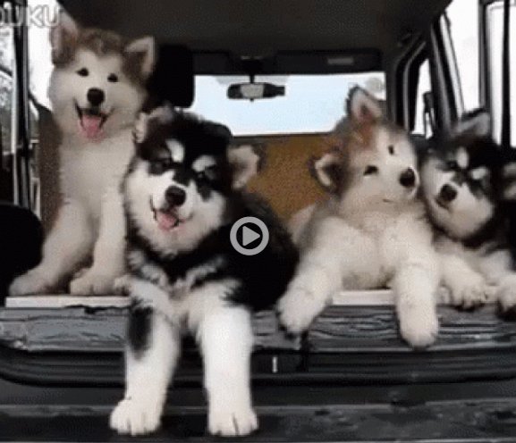 Petsworld88's tweet photo. #CUTEgif
More on https://t.co/Kecv1rZFLq https://t.co/l03uH92myQ