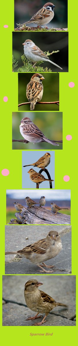 Petsworld88's tweet photo. #Birdpets
#beatifulbird
Bird of the day 
Sparrow found in MALAYSIA but no one give a damn.
https://t.co/nTa3D6UyIu https://t.co/9hcaI8OVor