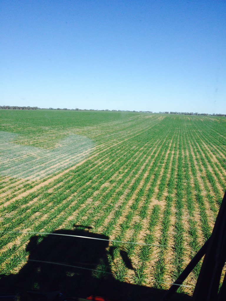 agronomist1979's tweet photo. Easy to see my no P pass in this paddock. Interesting to see if it results in loss of yield. Barley on chickpea's https://t.co/cYy9psIWRx