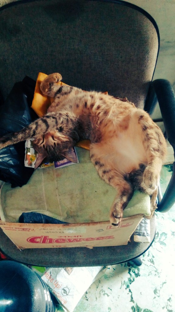 iypuspita's tweet photo. maafkan dia yang tidurnya pecicilan ya #cebol #lucuk https://t.co/jjXViPRtOJ
