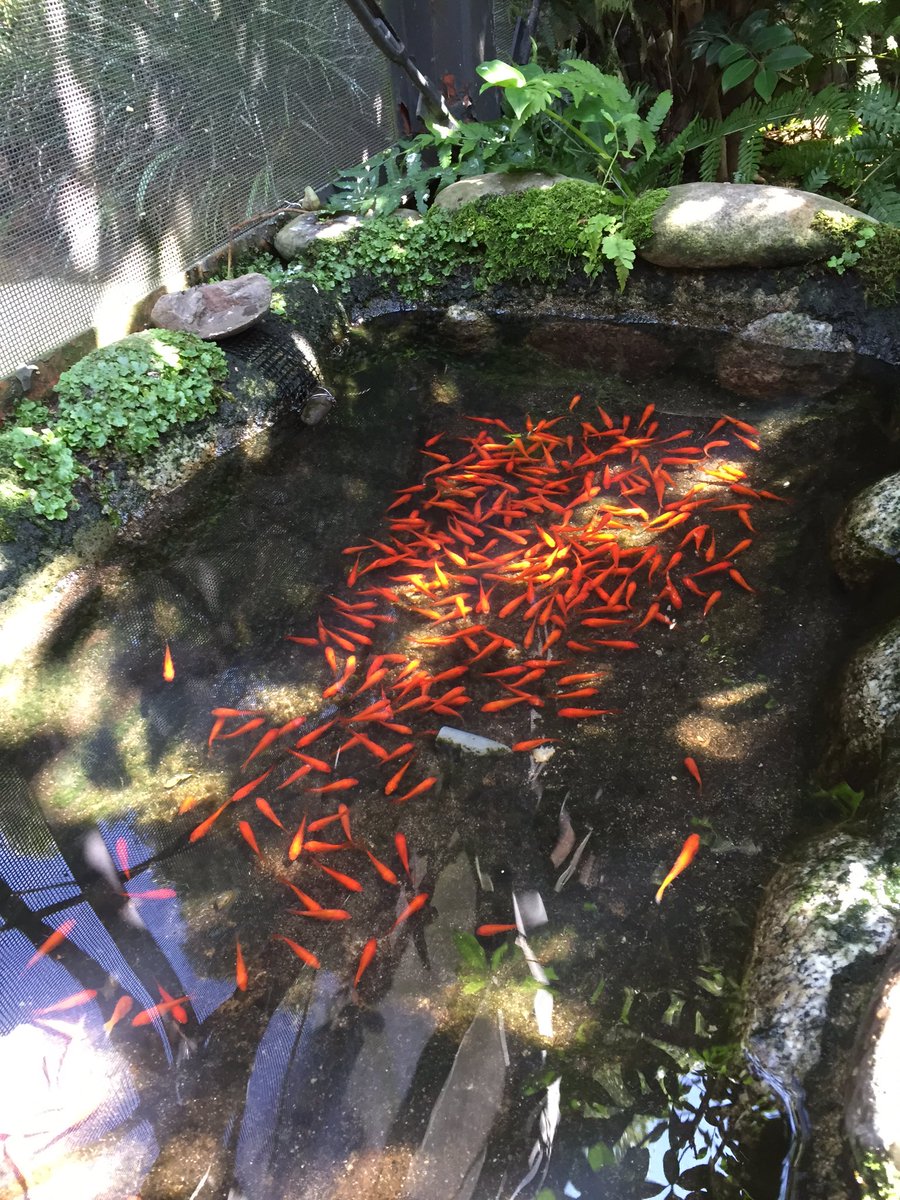 豊橋総合動植物公園 豊橋のんほいパーク Twitter પર 金魚池オープン すいません嘘です カワセミのごはんです のんほいパーク カワセミ 金魚