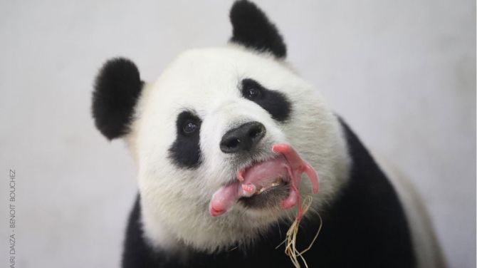 TV_Olen's tweet photo. Verzorgers Pairi Daiza staken, panda’s mogen niet meer douchen https://t.co/6Hw8XIpbHM https://t.co/9yI9lButid