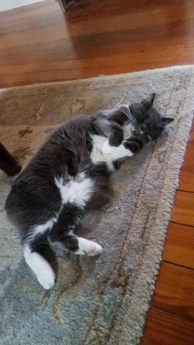 pathofanimals's tweet image. Love when she sleeps like this!