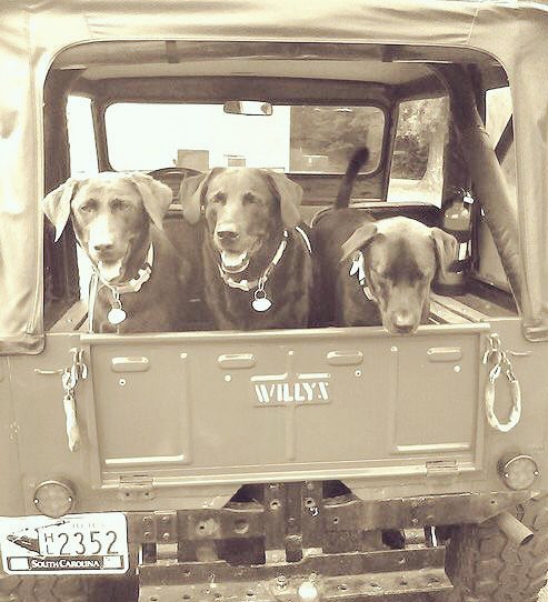 ginlsimm's tweet photo. #Willybuilt #labradors #jeeplife @THEJeepMafia @Thejeepboss @jeeparmyusa @TheTrailHero @RootOneSix @ReturnCheck https://t.co/qJ1fH8P6Pg