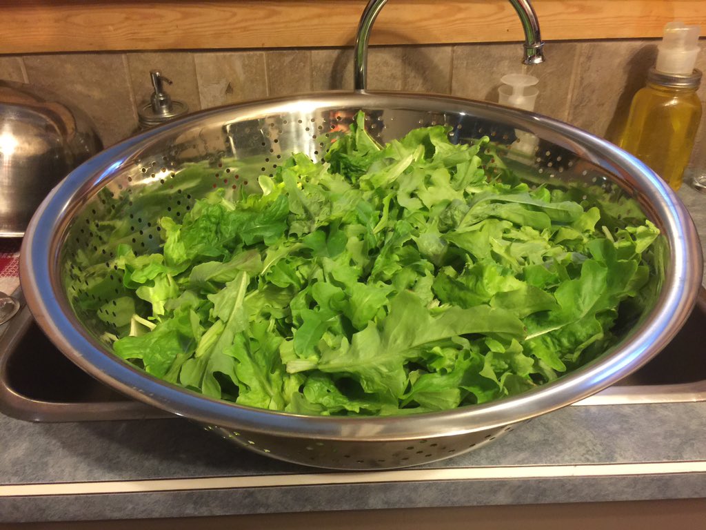 GabbiHockman's tweet image. My huge strainer full of mixed greens! #gardening #coldframes