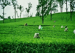 Azooki_Travel's tweet photo. #NUWARA #ELIYA & #TEA #PLANTATION - An #Azooki tour of sampling the #Sri #Lanka tea. https://t.co/uZEAOQImCc https://t.co/reRQEH9Tpw