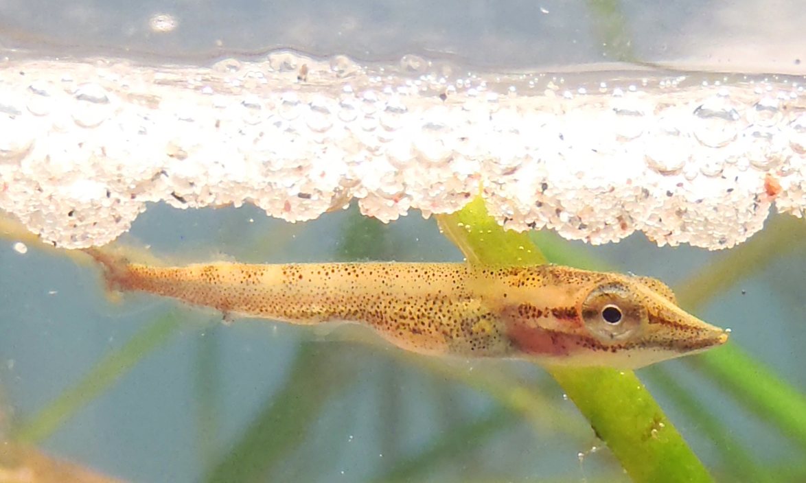 MDPI_Foundation's tweet photo. #MicroPlastics Killing #Fish Before They Reach #ReproductiveAge, Study - https://t.co/TAMEQGXRfr by @fionaharvey https://t.co/EuCHdqMGFJ