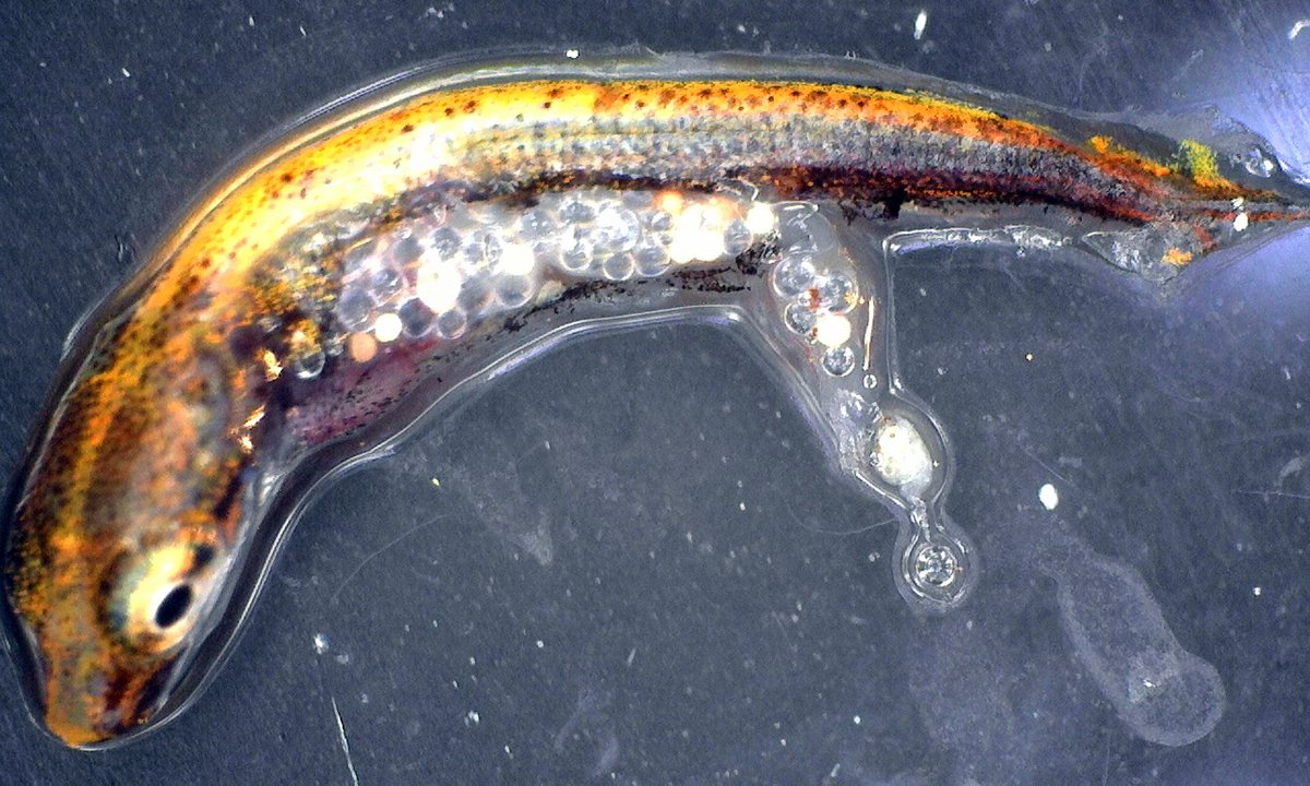 MDPI_Foundation's tweet photo. #MicroPlastics Killing #Fish Before They Reach #ReproductiveAge, Study - https://t.co/TAMEQGXRfr by @fionaharvey https://t.co/EuCHdqMGFJ