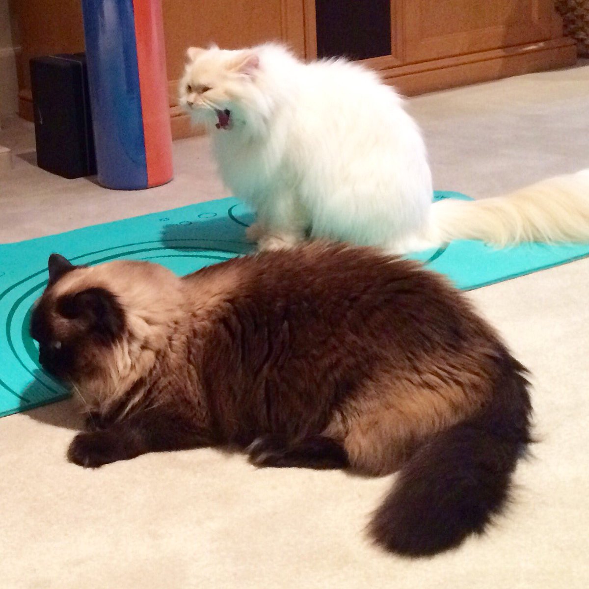 LifewithLeeta's tweet photo. Let me in #neighborscat Stay out! #yogacats #fluffycats #amusingcats #LoveCats #spoiledcats #alwayssomething #meow https://t.co/2L1iSoAost