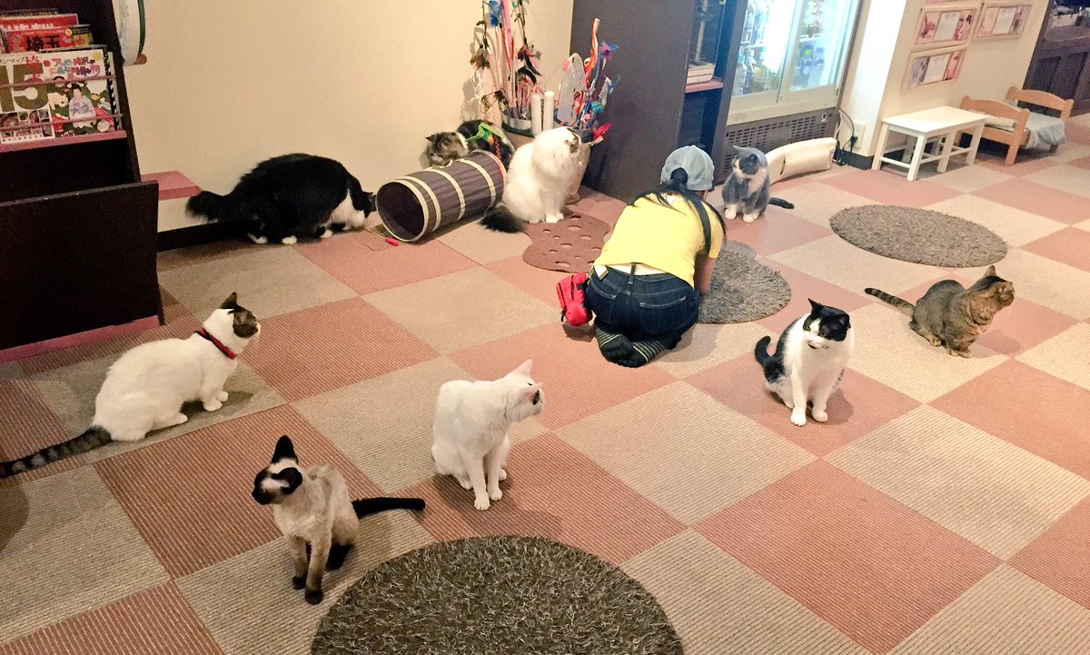 Twitter पर 猫カフェ 猫家 川越店 埼玉 猫家は警備会社 Nyacom によって厳重に守られています 大宮東口 猫カフェ 猫家 Nyacomのみなさんとお客さま 猫カフェ 猫家 警備会社 Nyacom Twitter पर 猫カフェ 猫家 川越店 埼玉 猫家は警備会社 Nyacom によって厳重に守られています 大宮東口 猫カフェ 猫家 Nyacomのみなさんとお客さま 猫カフェ 猫家 警備会社 Nyacom