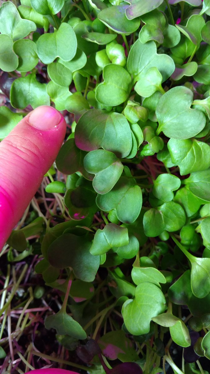 StrataFarms's tweet image. Large micro spicy radish mix will be hitting the @newseasons shelves tomorrow at Raleigh,cedarhills&amp;amp; Slabtown stores