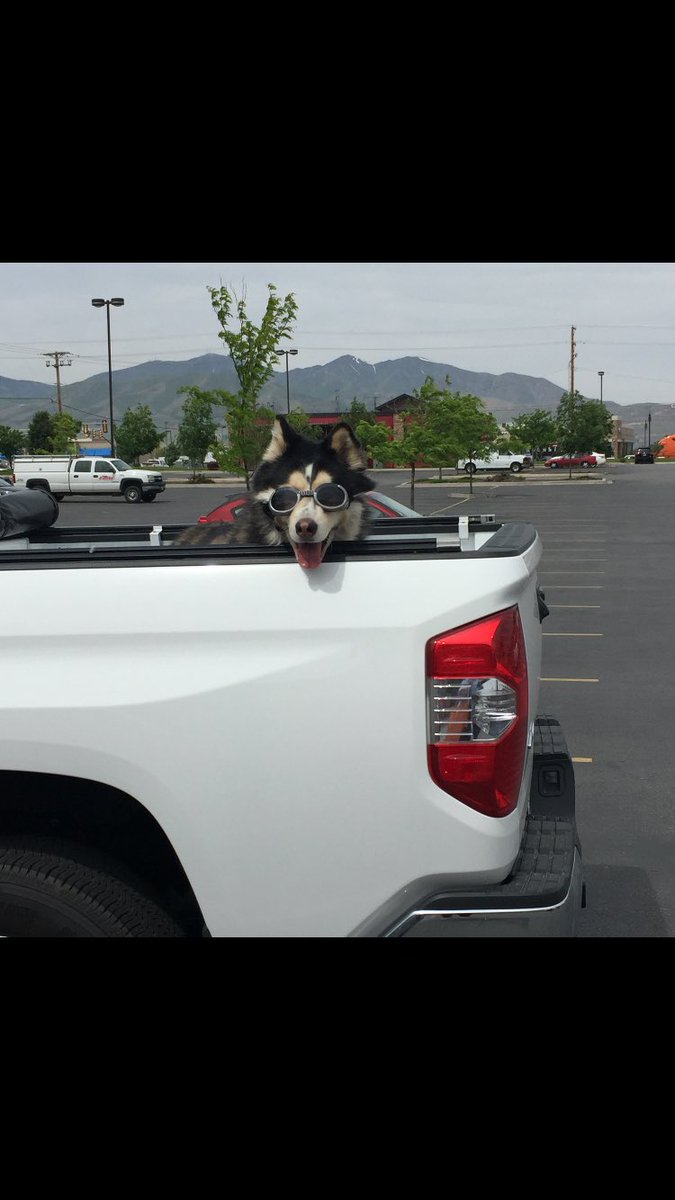 Jose_Snatched's tweet photo. My aunt said that she doesn't want her dogs eyeballs to get dry when he's in the back of the pick-up.. https://t.co/MTrpokWlMn