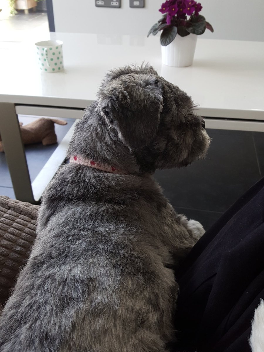 Not much of a hunting dog, but great wee pup none the less!