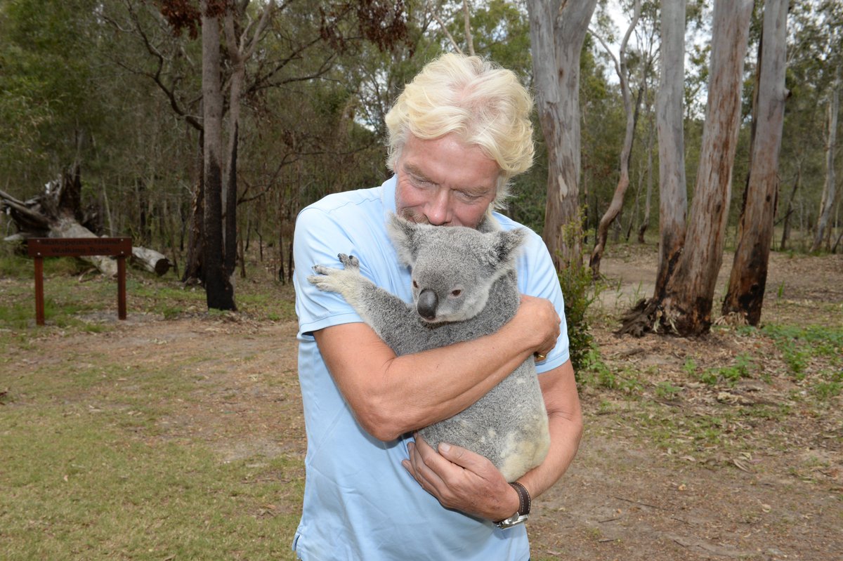 richardbranson's tweet photo. Proud to be turning my Australian home @makepeaceisland into a koala conservancy: https://t.co/ei4ebmVajM https://t.co/iRGxMDPUmN