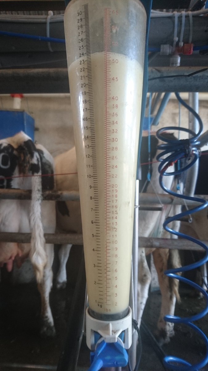 Pure friesian cow -250kg for milk , produced 4gal last night and 5gal this morning #purefriesian#grasstomilk