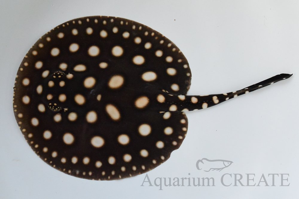 淡水エイHB ハイブリッド